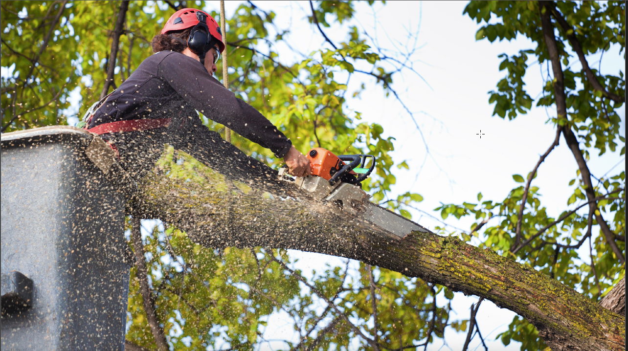 Professional tree cutting service in North Haven, CT
